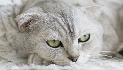 九游-掘金击败湖人，约基奇突破浓眉完成打三分，掘金约基奇球衣