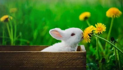 九游sports-复健神技能：快准稳助球员快速恢复，复健运动怎么做